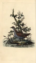 Polluela pintoja, Porzana porzana. Ilustración de "Natural History of British Birds" de Edward Donovan, Londres