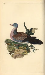 Tórtola moteada o pancou, Spilopelia chinensis. Grabado a mano coloreado por Edward Donovan de su propia Historia Natural de las Aves Británicas, Londres