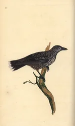 Cascanueces moteado, Nucifraga caryocatactes. Grabado a mano coloreado por Edward Donovan de su propia Historia Natural de las Aves Británicas, Londres