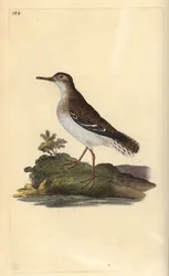Andarríos maculado, Actitis macularia. Grabado coloreado a mano por Edward Donovan de su propio "Historia Natural de las Aves Británicas", Londres