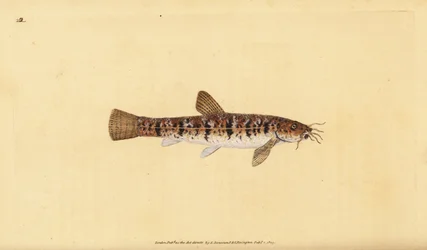 Locha de piedra, Barbatula barbatula (Locha barbuda, Cobitis barbatula). Grabado en cobre coloreado a mano dibujado y grabado por Edward Donovan de su Historia Natural de los Peces Británicos, Donovan y F.C. y J. Rivington, Londres