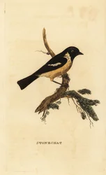Tarabilla común, Saxicola rubicola