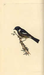 Tarabilla común, Saxicola rubicola. Grabado en cobre coloreado a mano dibujado y grabado por Edward Donovan de su propia 