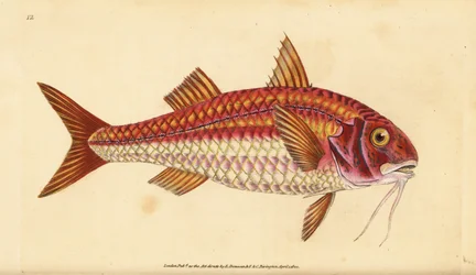 Salmonete rayado, Mullus surmuletus. Grabado a mano coloreado por Edward Donovan de su Historia Natural de los Peces Británicos, Donovan y F.C. y J. Rivington, Londres
