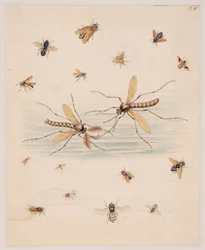 Estudios sobre animales invertebrados, Volumen II