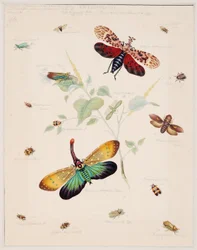 Estudios sobre animales invertebrados, Volumen II
