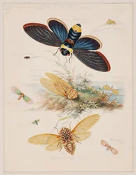 Estudios sobre animales invertebrados, Volumen II