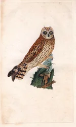 Búho pantanoso. Asio flammeus (Strix brachyotos, Strix brachyotis)