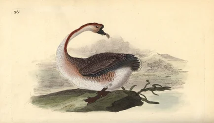 Ganso cisne, Anser cygnoides, vulnerable. Grabado en cobre coloreado a mano dibujado y grabado por Edward Donovan de su propia “Historia Natural de las Aves Británicas,” Londres