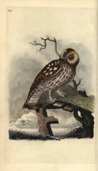 Cárabo común, Strix aluco. Grabado en cobre coloreado a mano dibujado y grabado por Edward Donovan de su propia 