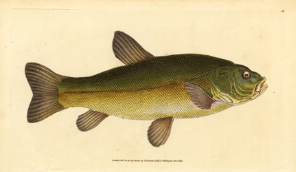 Tenca, Tinca tinca (Cyprinus tinca). Grabado en cobre coloreado a mano dibujado y grabado por Edward Donovan de su Historia Natural de los Peces Británicos, Donovan y F.C. y J. Rivington, Londres