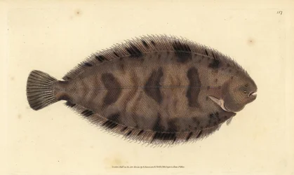 Lenguado variegado, Microchirus variegatus (Lenguado variegado, Pleuronectes variegatus)
