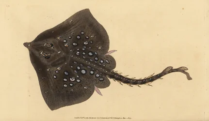 Raja clavata, raya de espinas. Casi amenazada. Grabado en cobre coloreado a mano dibujado y grabado por Edward Donovan de su Historia Natural de los Peces Británicos, Donovan y F.C. y J. Rivington, Londres