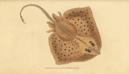 Raya de espinas, Raja clavata. Casi amenazada. Raya rugosa, Raja rubus. Grabado en cobre coloreado a mano dibujado y grabado por Edward Donovan de su Historia Natural de los Peces Británicos, Donovan y F.C. y J. Rivington, Londres
