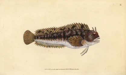 Blénido tompot, Parablennius gattorugine (Gattorugine, Blennius gattorugine). Grabado en cobre coloreado a mano dibujado y grabado por Edward Donovan de su Historia Natural de los Peces Británicos, Donovan y F.C. y J. Rivington, Londres