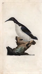 Arao de Troil. Uria aalge (Colymbus troile). Grabado en cobre por Edward Donovan, publicado en Histoire naturelle des oiseaux britanniques, Londres