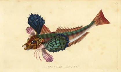 Rubio, Chelidonichthys lucerna (Rubio zafiro, Trigla hirundo). Grabado en cobre coloreado a mano dibujado y grabado por Edward Donovan de su Historia Natural de los Peces Británicos, Donovan y F.C. y J. Rivington, Londres