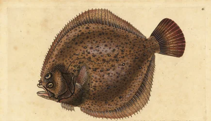 Rodaballo, Scophthalmus maximus (Pleuronectes maximus). Grabado en cobre coloreado a mano dibujado y grabado por Edward Donovan de su Historia Natural de los Peces Británicos, Donovan y F.C. y J. Rivington, Londres