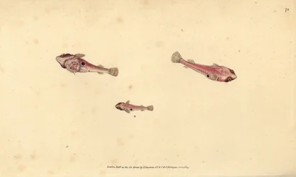 Pez pegajoso de dos manchas, Diplecogaster bimaculata bimaculata (Chupador bimaculado, Cyclopterus bimaculatus)
