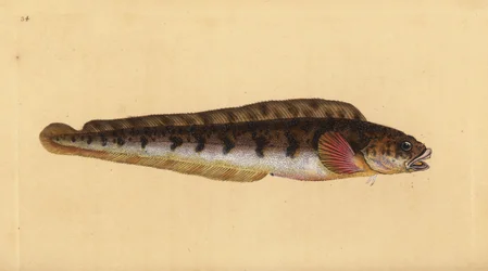Zoarces vivíparo, Zoarces viviparus. Grabado a mano coloreado por Edward Donovan de su Historia Natural de los Peces Británicos, Donovan y F.C. y J. Rivington, Londres