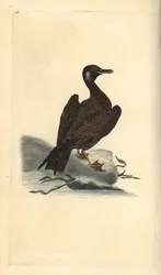 Gaviota joven del gavión atlántico, Larus marinus. Grabado en cobre coloreado a mano dibujado y grabado por Edward Donovan de su propia 