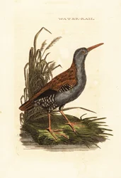 Rascón europeo, Rallus aquaticus