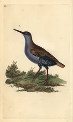 Rascón europeo, Rallus aquaticus. Grabado a mano coloreado por Edward Donovan de su propia 