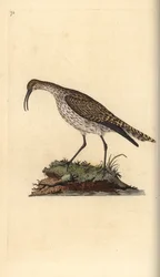 Zarapito trinador, Numenius phaeopus. Grabado en cobre coloreado a mano dibujado y grabado por Edward Donovan de su propia 