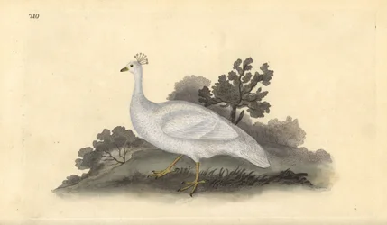 Pavo real de cresta blanca (hembra), Pavo cristatus. Grabado a mano coloreado por Edward Donovan de su propia Historia Natural de las Aves Británicas, Londres