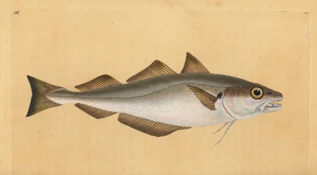Bacaladilla, Merlangius merlangus (Gadus merlangus). Grabado en cobre coloreado a mano dibujado y grabado por Edward Donovan de su Historia Natural de los Peces Británicos, Donovan y F.C. y J. Rivington, Londres