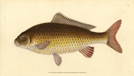 Cyprinus carpio, carpa común salvaje. Vulnerable. Grabado en cobre coloreado a mano dibujado y grabado por Edward Donovan de su Historia Natural de los Peces Británicos, Donovan y F.C. y J. Rivington, Londres