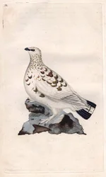 Lagópodo. Lagopus lagopus (Tetrao lagopus). Grabado en cobre por Edward Donovan (1768-1837), publicado en Historia natural de las aves británicas, Londres