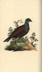 Urogallo, Tetrao urogallus. Grabado en cobre coloreado a mano dibujado y grabado por Edward Donovan de su propia "Historia Natural de las Aves Británicas," Londres