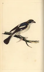Lanius senator, alcaudón común. Grabado en cobre coloreado a mano dibujado y grabado por Edward Donovan de su propia "Historia Natural de las Aves Británicas", Londres