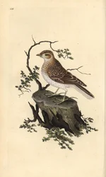 Alondra común, Lullula arborea. Ilustración a mano de cobre grabada por Edward Donovan de su propio 