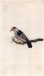 Pico menor. Dendrocopos minor (Picus minor). Grabado en cobre por Edward Donovan (1768-1837), publicado en Historia natural de las aves británicas, Londres