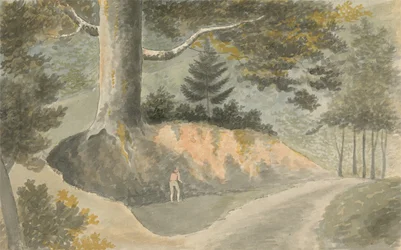 Carretera en el bosque