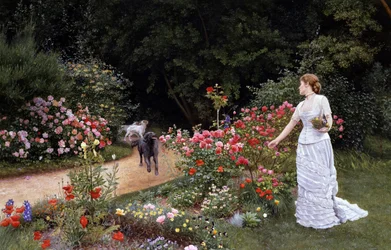 La llegada 1878. Una mujer elegante con un vestido blanco está recogiendo flores (rosas) en un jardín. Cerca de ella vienen (arrivee) los perros que señalan la llegada de una persona. Pintura de Edward Killingworth Johnson (1825-1896 británico). Prerafaeli
