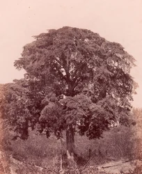 Estudio de árbol, 1850-53