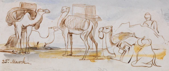 Camellos