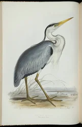 Garza Común, de 