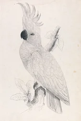 Cacatúa de cresta amarilla menor (Lámina 4)