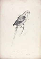Palaeornia Columbiodes / Periquito paloma (Lámina 31)