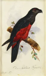 Dasyptilus de Pesquet