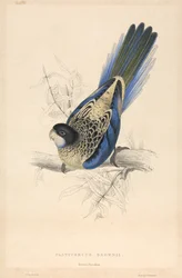 Platycercus brownii / Periquito de Brown