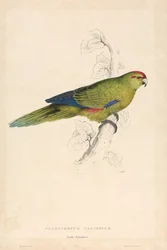Platycercus pacificus / Periquito del Pacífico (Lámina 26)