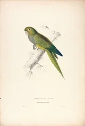 Psittacara Naria / Guacamayo enano (Lámina 12)