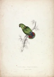 Psittacula swinderniana. Periquito de Swindern