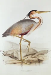 Garza morada