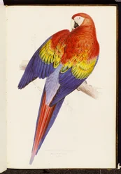 Guacamayo rojo y amarillo